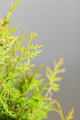 Thuja occidentalis 'Brabant' 80-100 cm