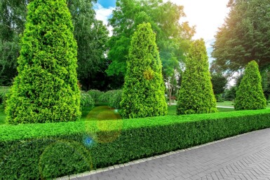 Thuja occidentalis 'Brabant' 80-100 cm