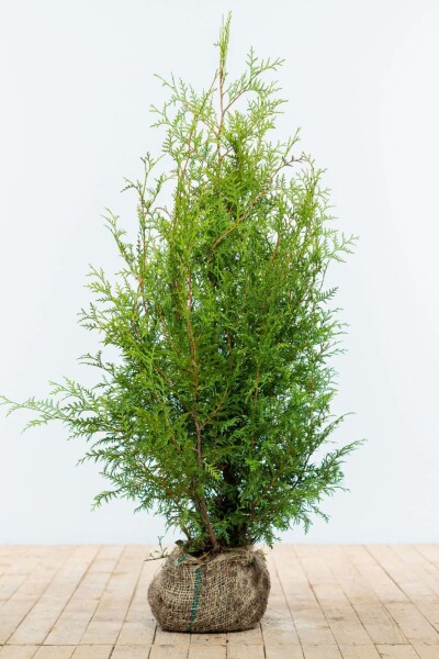 Thuja occidentalis 'Brabant'