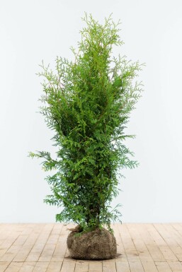 Thuja occidentalis 'Brabant' 120-140 cm