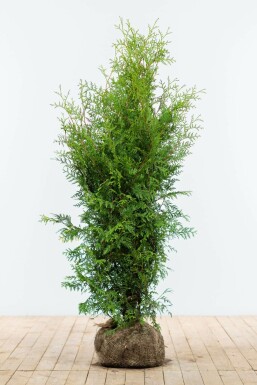 Almindelig Thuja Thuja occidentalis 'Brabant' hæk 120-140 rodklump