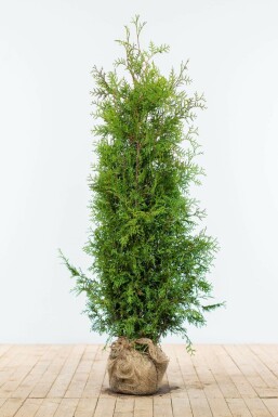 Thuja occidentalis 'Brabant' 140-160 cm