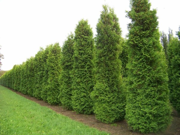 Thuja occidentalis 'Brabant' 140-160 cm
