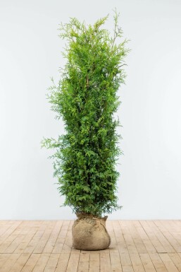 Thuja occidentalis 'Brabant' 160-180 cm