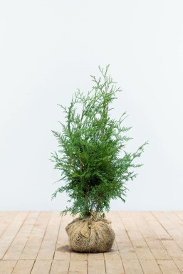 Almindelig Thuja Thuja occidentalis 'Excelsa' hæk 60-80 rodklump