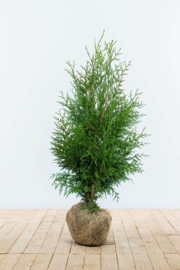 Thuja occidentalis 'Excelsa' 80-100 cm