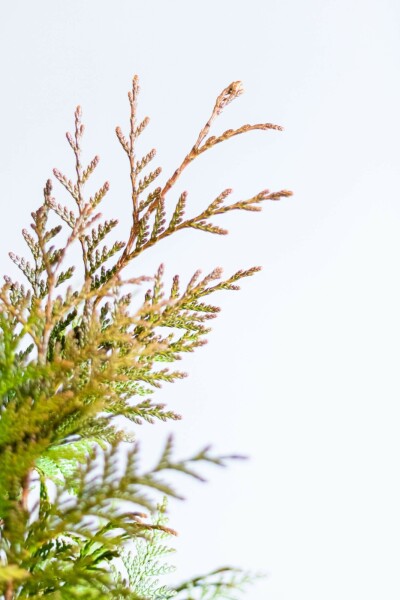 Thuja occidentalis 'Excelsa' 80-100 cm