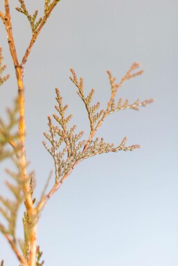 Thuja occidentalis 'Excelsa' 80-100 cm