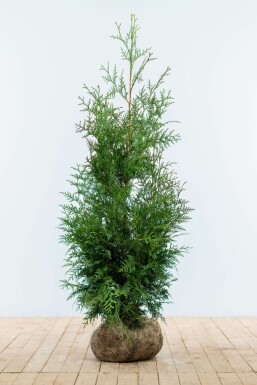 Thuja occidentalis 'Excelsa' 100-125 cm
