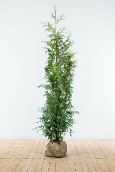 Thuja occidentalis 'Excelsa' 125-150 cm