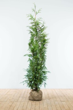 Thuja occidentalis 'Excelsa' 125-150 cm