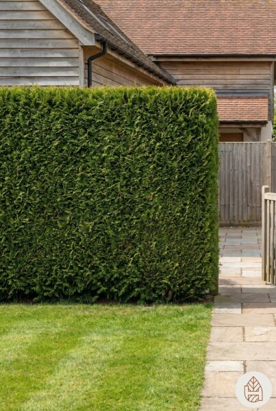 Thuja plicata 'Excelsa' 125-150 cm