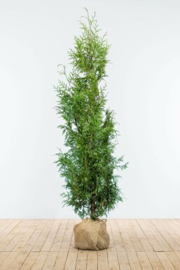 Thuja occidentalis 'Excelsa' 150-175 cm
