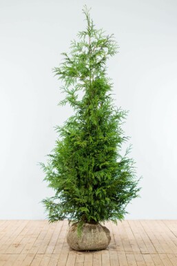 Thuja occidentalis 'Excelsa' 175-200 cm