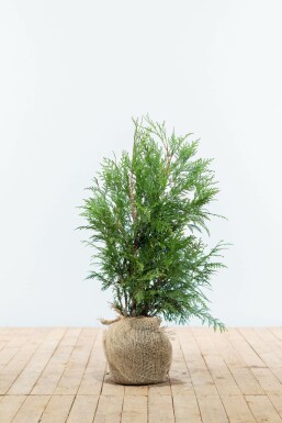 Almindelig Thuja Thuja occidentalis 'Martin' hæk 60-80 rodklump