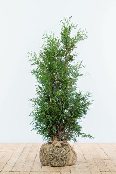 Thuja plicata 'Martin' 80-100 cm