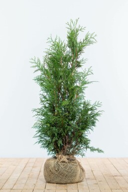Thuja occidentalis 'Martin' 80-100 cm
