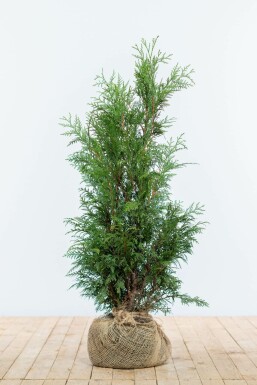 Thuja occidentalis 'Martin'