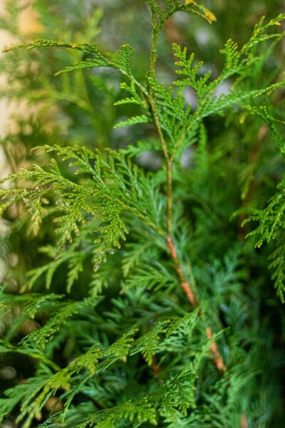 Thuja occidentalis 'Martin' 80-100 cm
