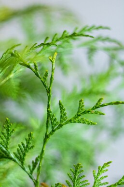 Thuja occidentalis 'Martin' 80-100 cm