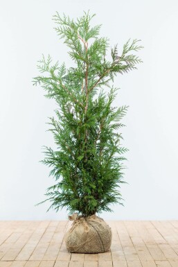 Thuja occidentalis 'Martin' 100-125 cm