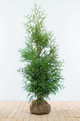 Thuja occidentalis 'Martin' 125-150 cm