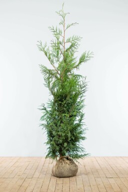 Almindelig Thuja Thuja occidentalis 'Martin' hæk 150-175 rodklump Thuja occidentalis 'Martin' 150-175 cm