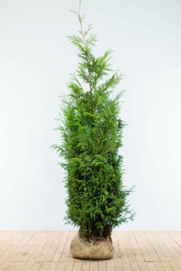 Thuja occidentalis 'Martin' 175-200 cm