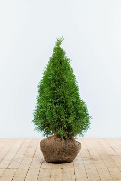 Thuja occidentalis 'Smaragd' 60-80 cm