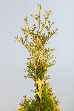 Almindelig Thuja Thuja occidentalis 'Smaragd' hæk 60-80 rodklump
