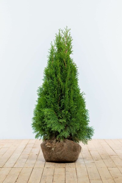 Thuja occidentalis 'Smaragd' 80-100 cm