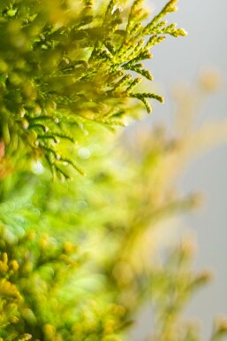 Thuja occidentalis 'Smaragd' 80-100 cm