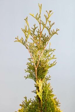 Thuja occidentalis 'Smaragd' 80-100 cm
