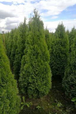 Thuja occidentalis 'Smaragd' 80-100 cm