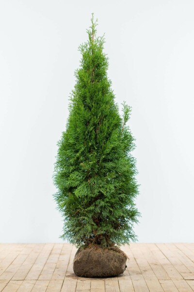 Thuja occidentalis 'Smaragd' 120-140 cm