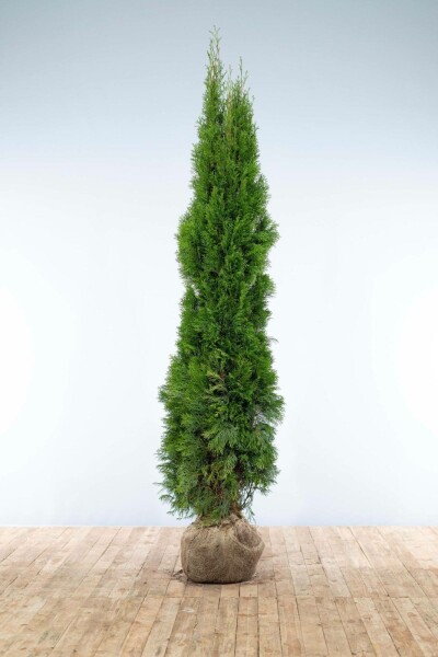 Thuja occidentalis 'Smaragd' 200-225 cm