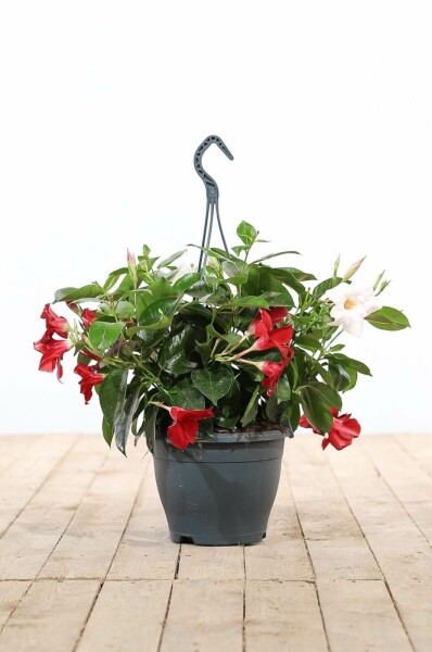 Mandevilla sanderi 35-40 cm
