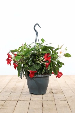 Almindelig bægerranke Mandevilla sanderi hængepotte 35-40 potte Mandevilla sanderi 35-40 cm