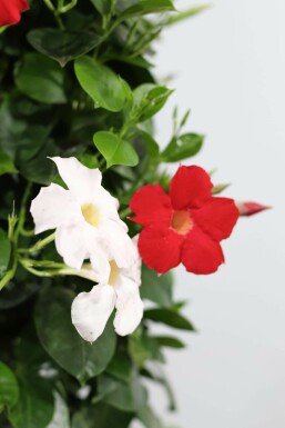 Almindelig bægerranke Mandevilla sanderi hængepotte 35-40 potte Mandevilla sanderi 35-40 cm