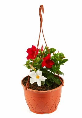 Mandevilla sanderi 35-40 cm