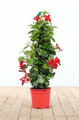 Almindelig bægerranke Mandevilla sanderi pyramide 100-120 potte Mandevilla sanderi 100-120 cm