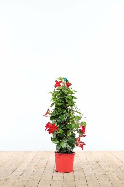 Almindelig bægerranke Mandevilla sanderi pyramide 35-40 potte Mandevilla sanderi 35-40 cm