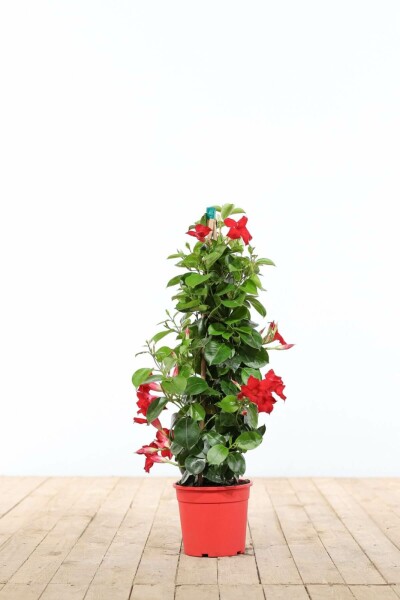 Almindelig bægerranke Mandevilla sanderi pyramide 60-70 potte Mandevilla sanderi 60-70 cm