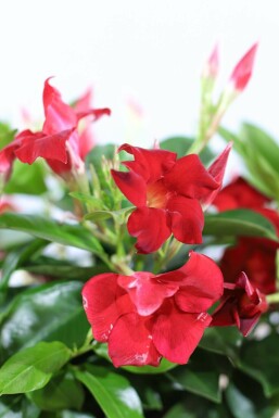 Mandevilla sanderi 60-70 cm