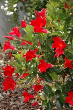 Mandevilla sanderi 60-70 cm