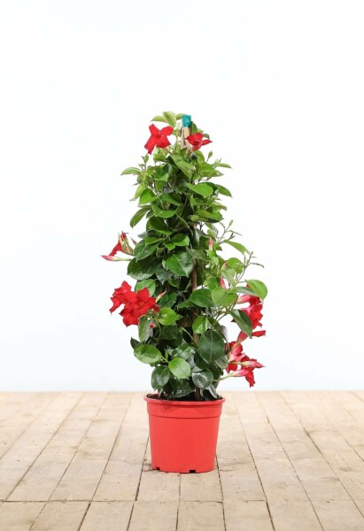 Almindelig bægerranke Mandevilla sanderi pyramide 80-100 potte Mandevilla sanderi 80-100 cm