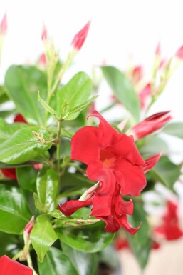 Mandevilla sanderi 80-100 cm