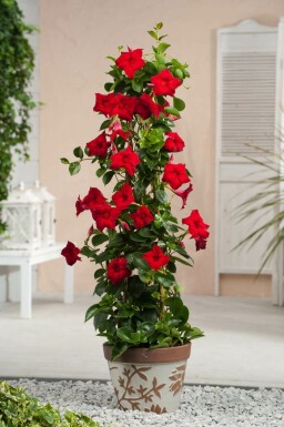 Mandevilla sanderi 80-100 cm