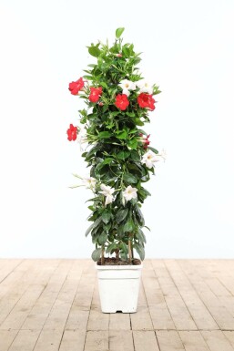 Mandevilla sanderi 100-120 cm
