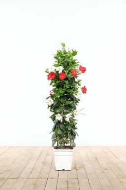 Mandevilla sanderi 35-40 cm